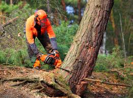 Best Arborist Consultation Services  in Eatons Neck, NY